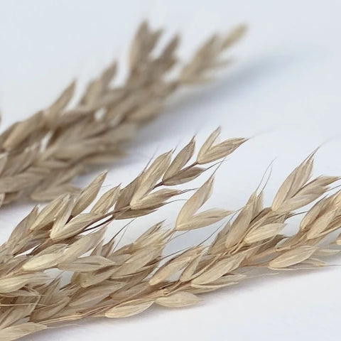 Farbdose Wheat von Painting The Past, weitere Gebindevariante (3)