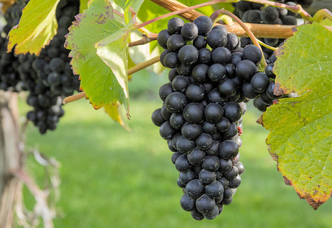 Spätburgunder (Pinot Noir): Ein Wein von Eleganz und Komplexität