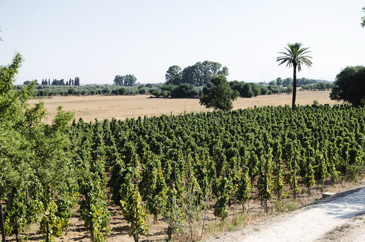 Azienda Agricola Arianna Occhipinti, Bild 2