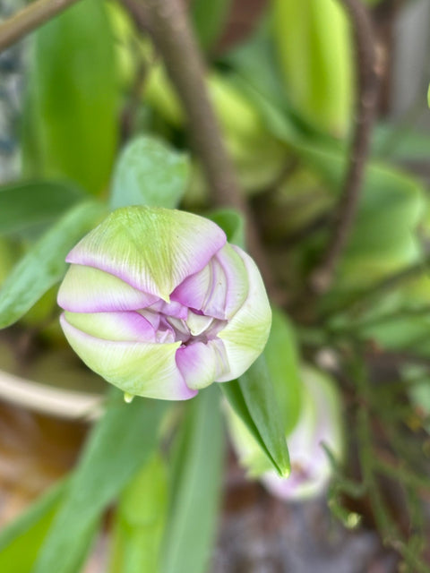 Großes mundgeblasenes Glasgefäß in Amber – geriffelte Glasvase - Weingärtners Genusshandwerk