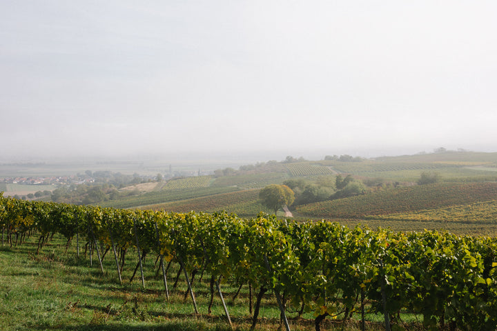 Weingut Müller-Oswald, Bild 6
