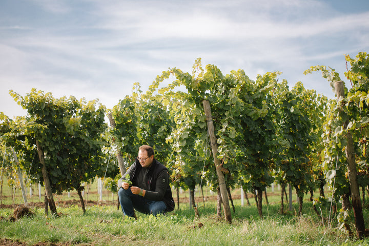Weingut Müller-Oswald, Bild 3