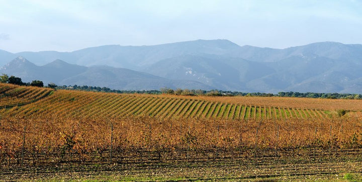 Celler Mas Llunes, Bild 2