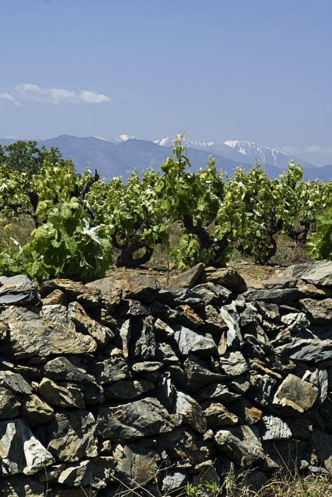 Celler Mas Llunes, Bild 3
