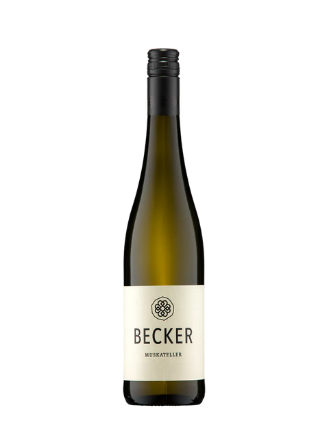 Weißwein Becker Muskateller 2024 im Weinglas, klare goldene Farbe, elegant und frisch, vor einem Weingarten im Bild